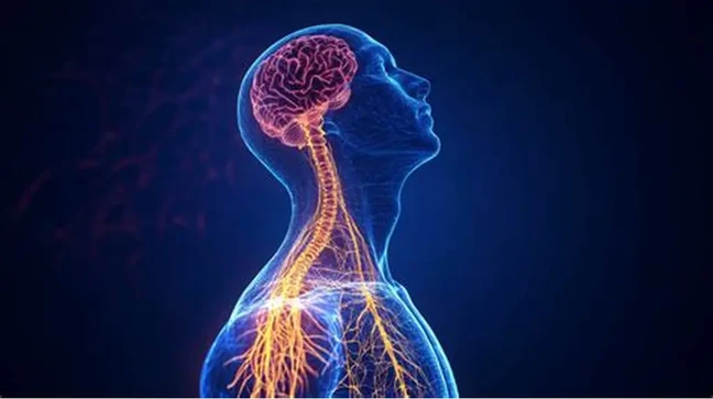 ADHD, The Vagus Nerve And Healing Your Nervous System