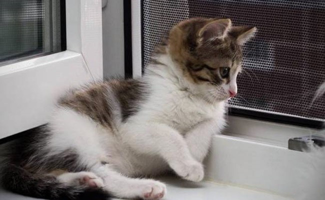 mosokna-tnt.ru – поставить сетку Антикошка в Зеленограде