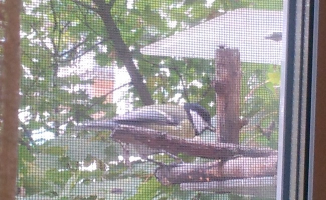 mosokna-tnt.ru – москитная сетка Антиптица Зеленоград