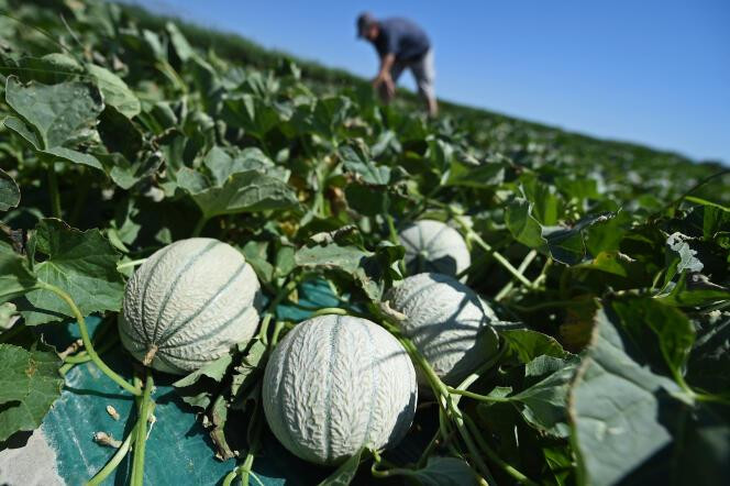 Culture de melons sur paillage plastique, à Arles (Bouches-du-Rhône), en juin 2017.