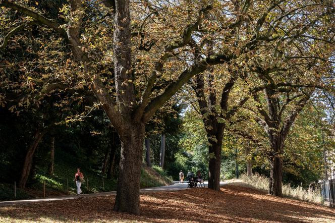 Marronnier d’Inde, ou marronnier commun, au parc des Buttes-Chaumont, à Paris, en 2022.