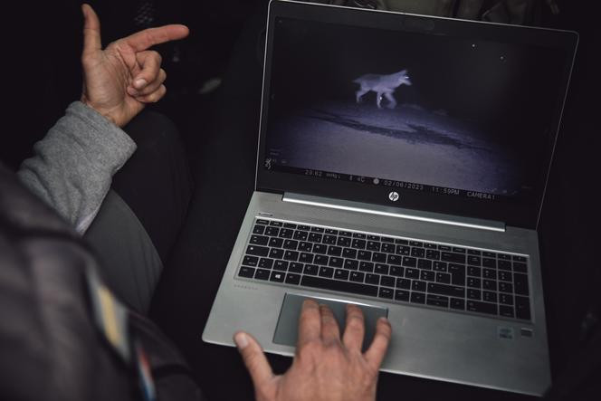 Vidéo, tournée le 2 décembre 2022 par un garde-moniteur au parc national des calanques, montrant des loups au sein du massif de Saint-Cyr Carpiagne (Bouches-du-Rhône), le 7 février 2023.