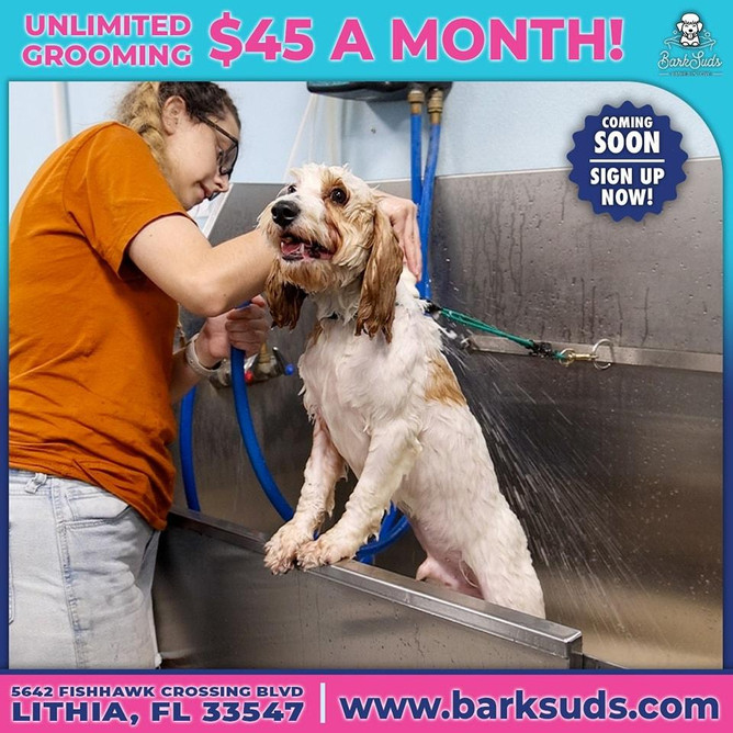 Fishhawk Mobile Dog Grooming