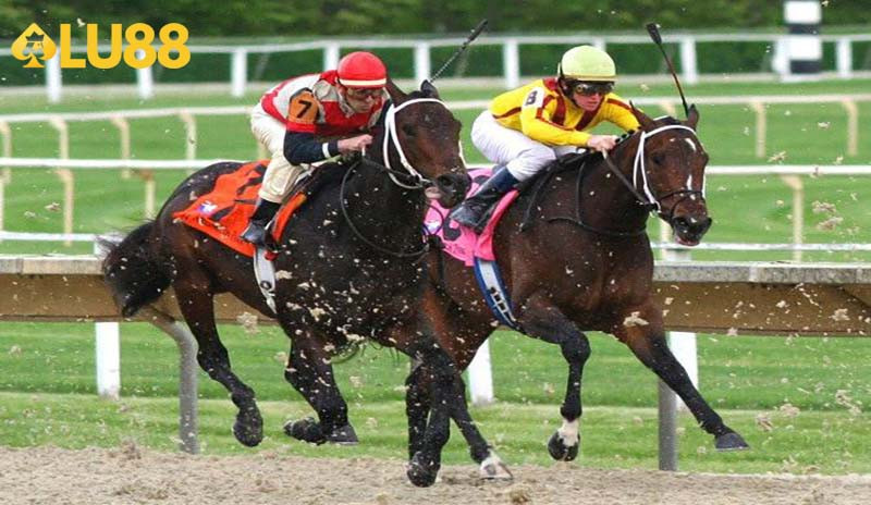 Đua ngựa - Vẻ đẹp truyền thống và những phút giây nghẹt thở