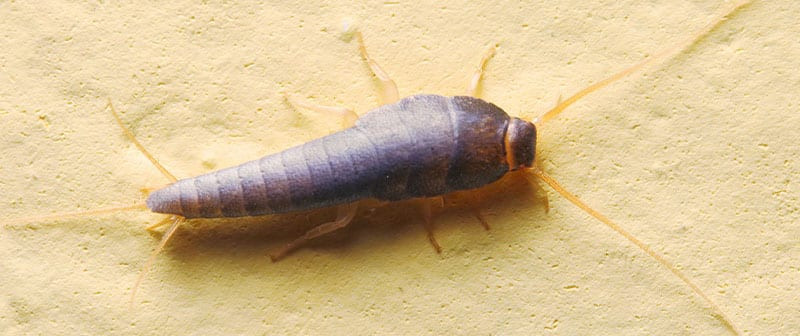Silverfish Pest Control in Burnaby