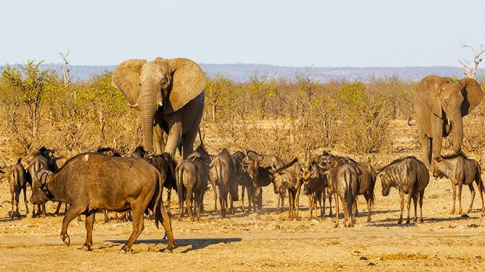 The Elephant Who Believes She's a Buffalo | A Unique Wildlife Tale