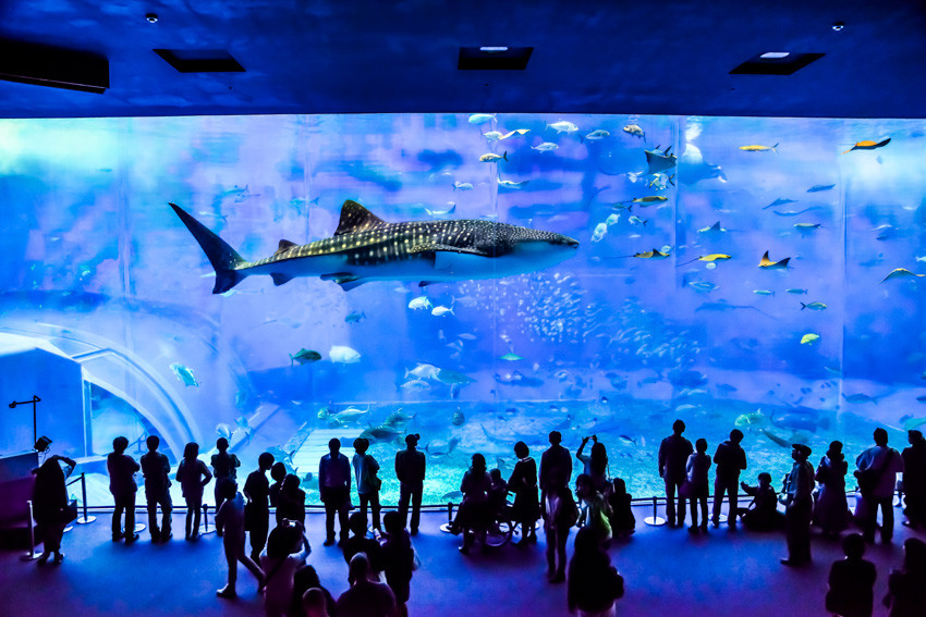 How you can double your fun at a popular tourist spot, the 'Okinawa Churaumi Aquarium' ♪|OkinawaHolidayHackers