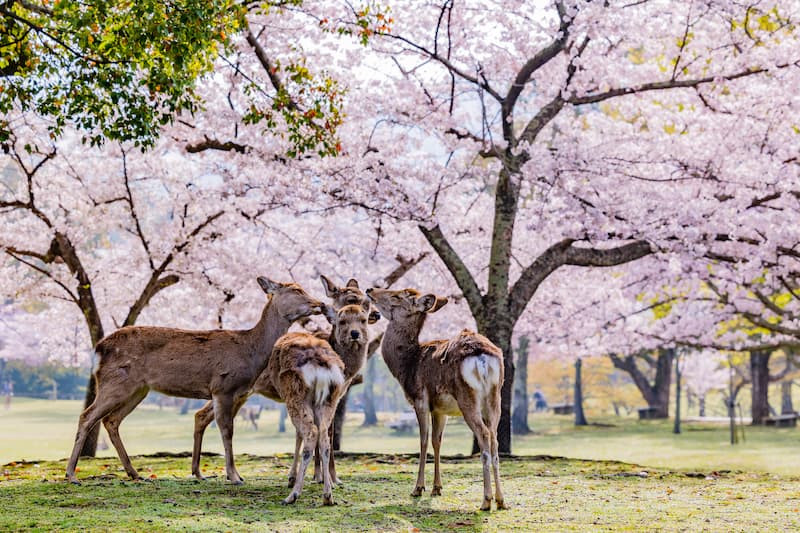 2024] 10 must-visit cherry blossom viewing spots in Nara｜ZEKKEI Japan