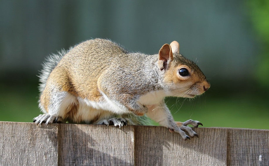 Professional Squirrel Removal