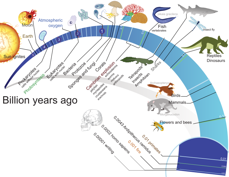 800pxtimeline_evolution_of_lifesvg1.png