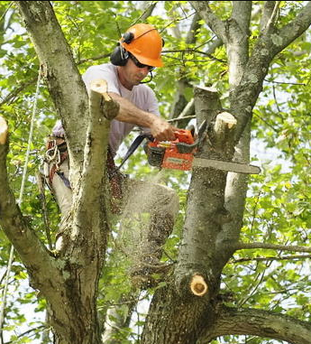 treeservices.png