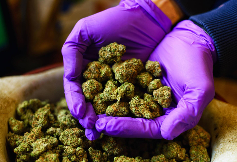 cannabusguide.jpeg
