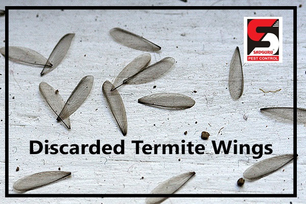 discardedtermitewingssadgurupestcontrollogo.jpg