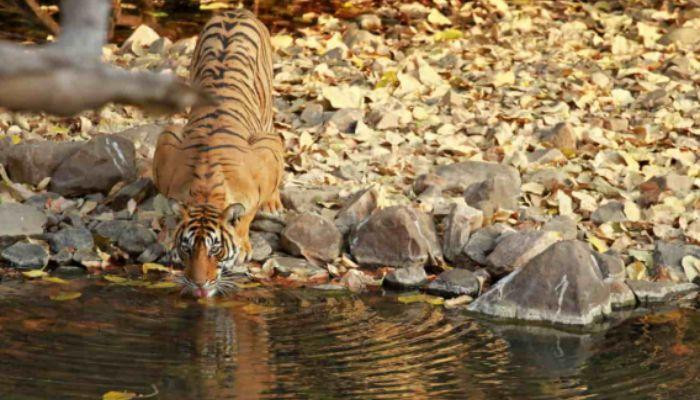 safaritoursinindia1.jpg