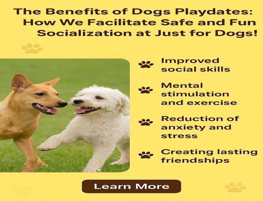 thebenefitsofdogplaydates1.jpg