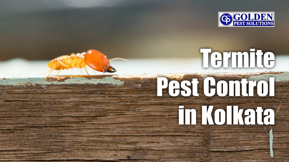 termitetreatmentkolkata.jpg