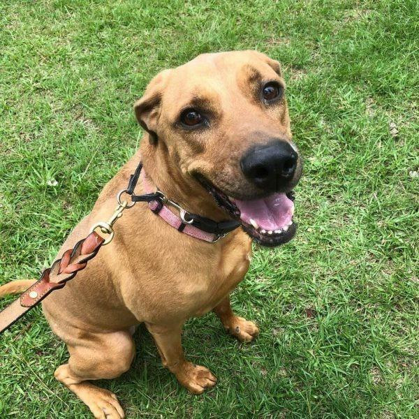 imgi_9_luckimixedbreed600x6001.jpg