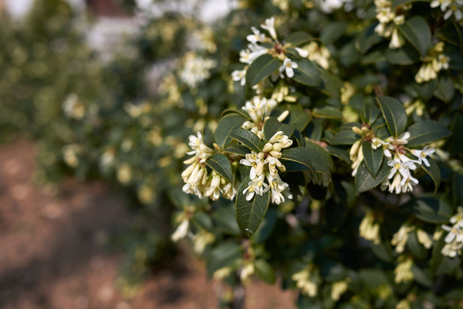 osmanthusburkwoodiihedge2.jpg