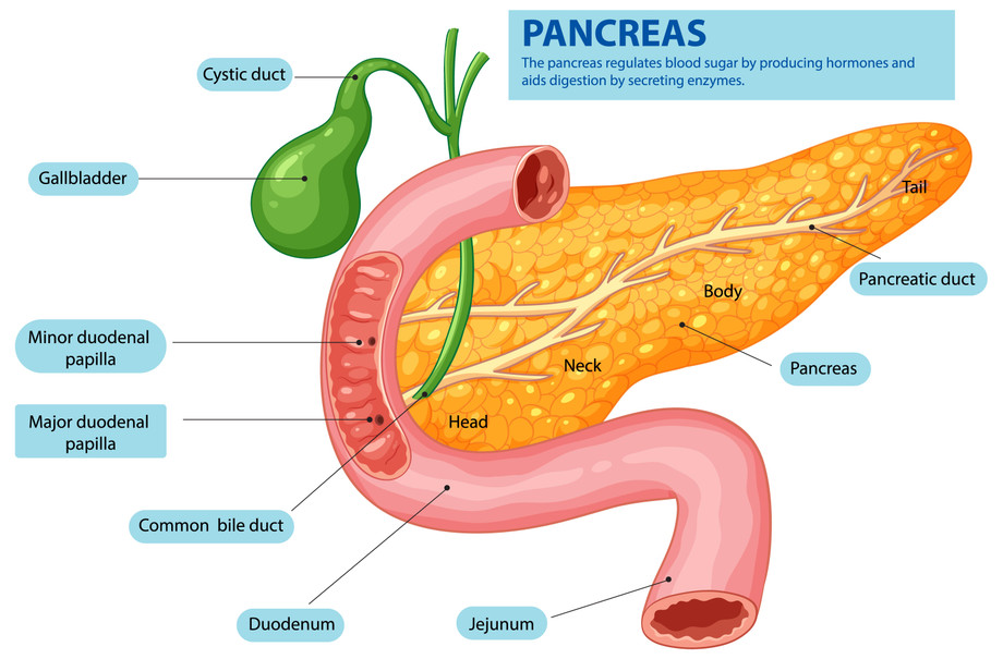 pancreasindiabetes.jpg