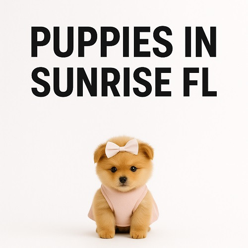 puppyheavensunrise.jpg