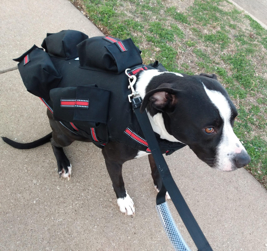 dogvestwithweights.jpg