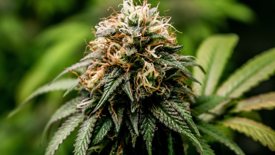 cannabisdeliveryservices.jpg