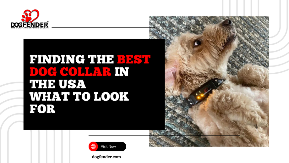 findingthebestdogcollarintheusawhattolookfor.png