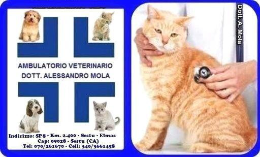 ambulatorioveterinarioalessandromolasmallrettangolbisdefin.jpg
