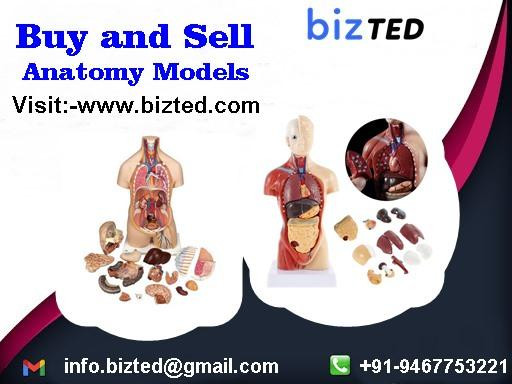 anatomymodelsmanufacturersupplier.jpg