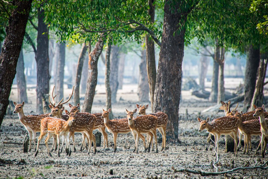 sundarban.jpg