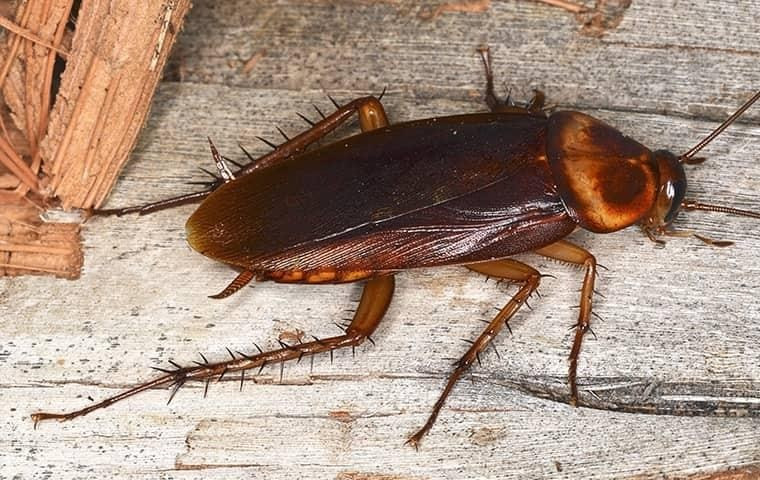 img02_a1pestcontrolbedbugs.jpg