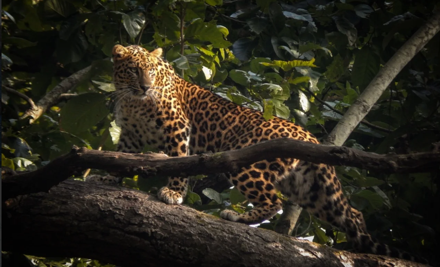 cheetah.png