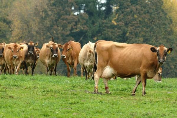 jerseydiarycattle.jpg