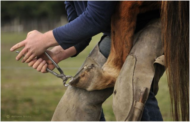 hooftrimming.png