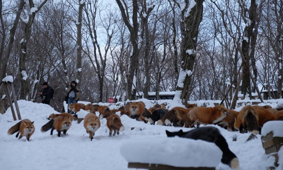 Lưu Ý Quan Trọng Khi Tham Quan Làng Cáo