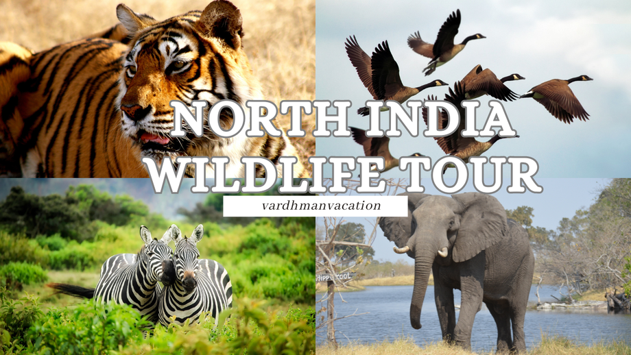 indianwildlifetour1.png