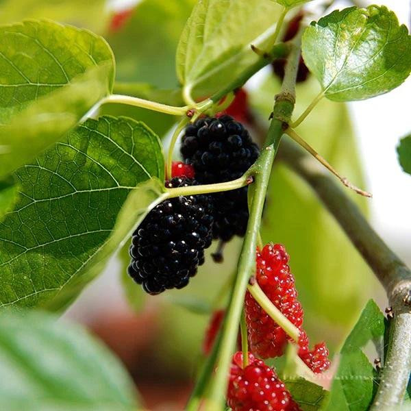 mulberry trees for sale