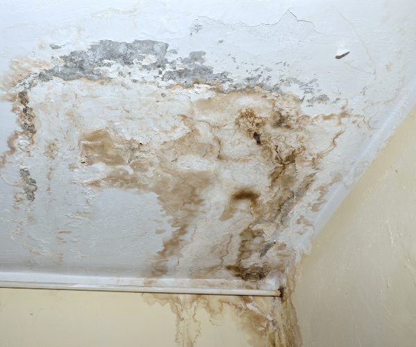 mouldyceilingindicatingwaterisleakingfromroofcavity.png