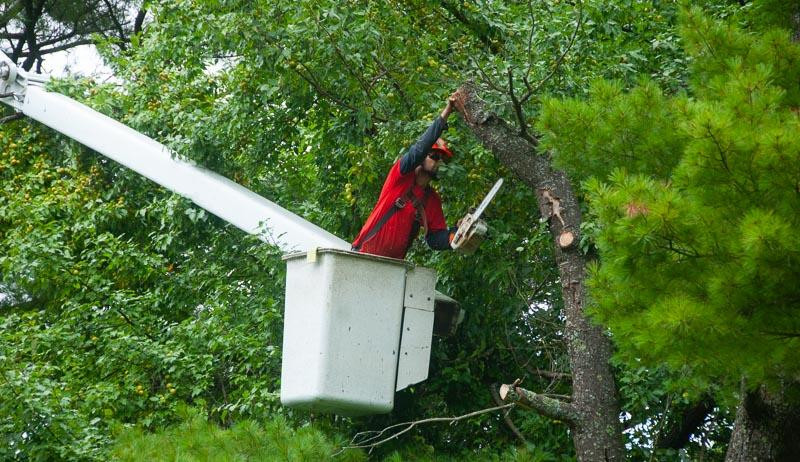 stumpremovalfortlauderdale.jpg