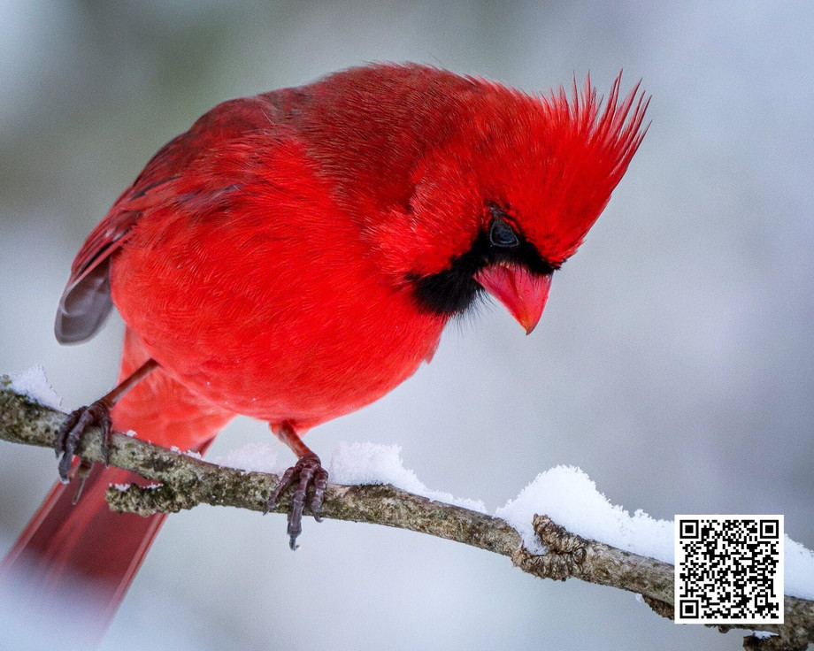 thebesttimeofyeartospotcardinalsinthewild.jpg
