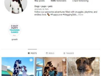 105kpetsdogsinstagramaccountforsale350x263.jpg