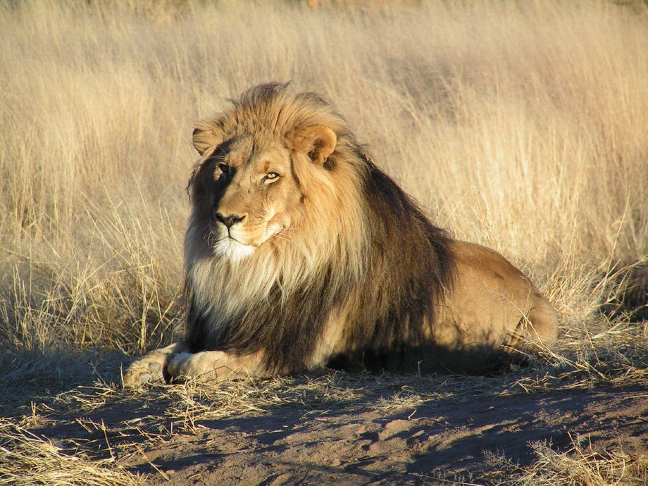 lion_waiting_in_namibiawiki.jpg