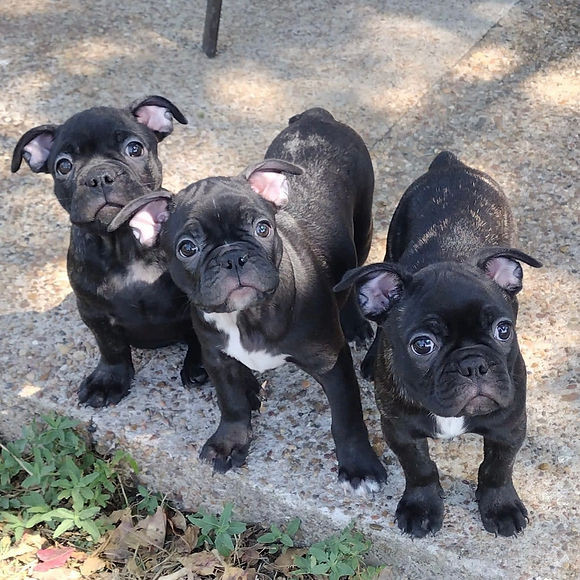 rescuefrenchbulldog.jpg