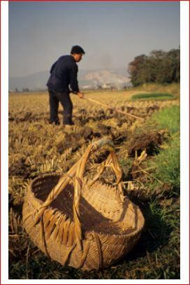 Figure 1: Manuring and preparing soils for wheat planting, Xueyan, Jiangsu, China (courtesy of the author).