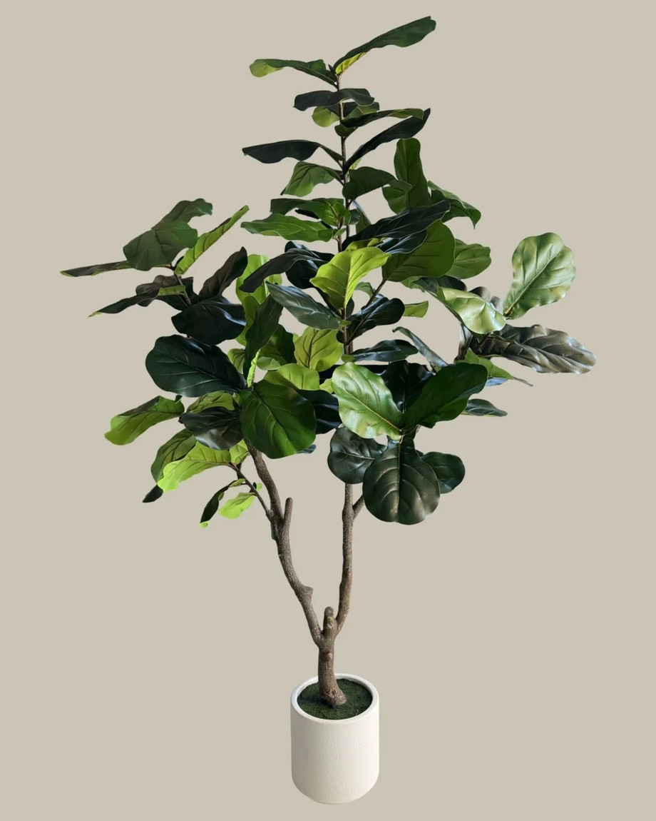 imageye____imgi_46_fiddle_fig_tree_180cm.jpg