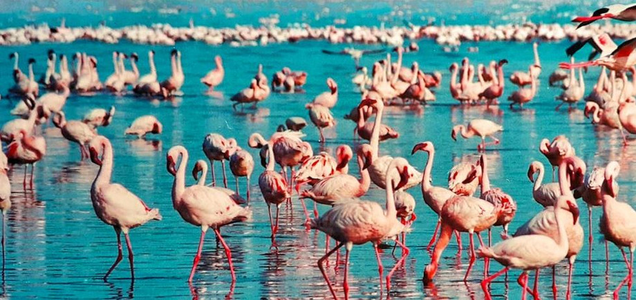 Go for the amazing Lake Manyara National Park Safari