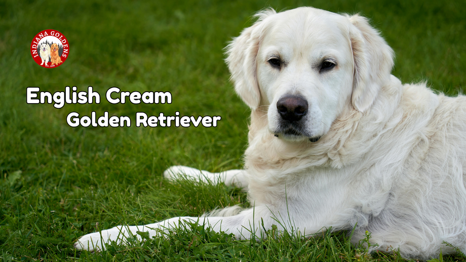 englishcreamgoldenretriever.png