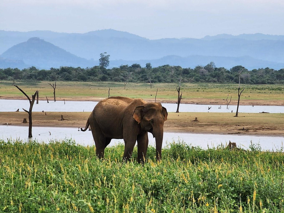 udawalawenationalpark.jpg