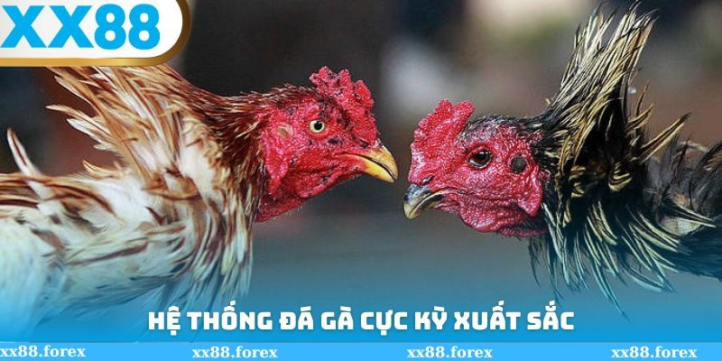 hethongdagacuckyxuatsac.jpg