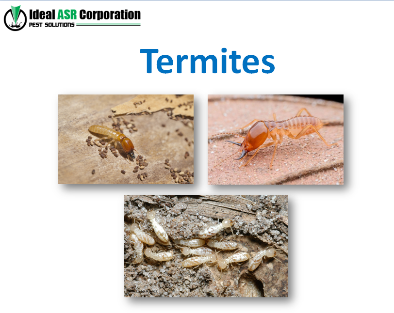 termites.PNG